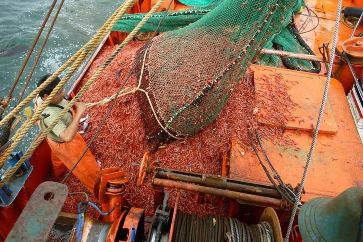 Preocupa la pesca indiscriminada en el mar argentino – Parlamentario